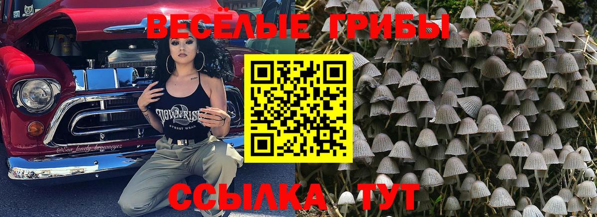 Галлюциногенные грибы Psilocybine cubensis Гуково